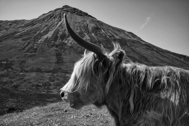 Ganado de las tierras altas, una raza de ganado escocés, fotografiado en el Is
 - Foto, imagen