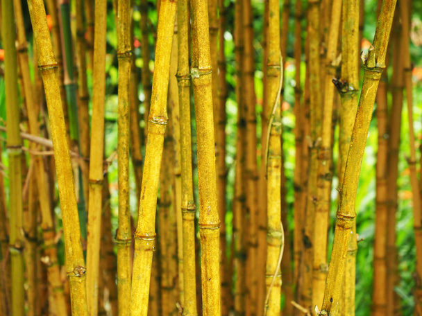 yellow bamboo wall in a park - Photo, Image