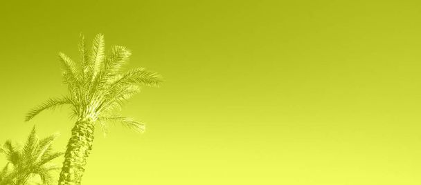Yellow neon colored palm trees on sky background. Fantastic toned photo light leaks. Tropical, exotic vacation. Creative banner. Summer travel concept. - Fotografie, Obrázek