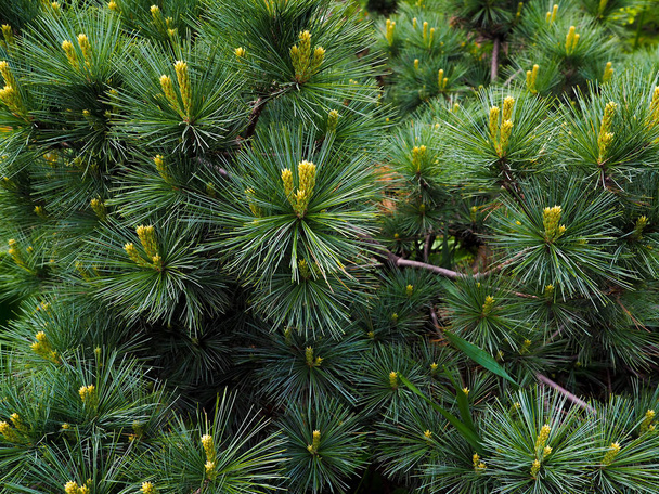 Foto de primer plano de pino aguja verde en el lado derecho de la imagen. Pequeños conos de pino al final de las ramas. Agujas de pino borrosas en el fondo - Foto, imagen