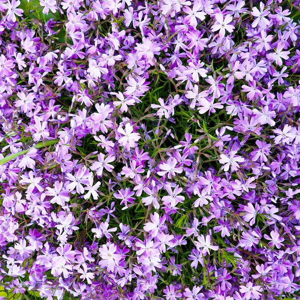 Pink phlox subulata flowers background - Photo, Image