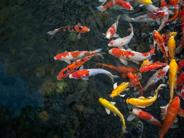 Peixe carpa extravagante colorido, peixe koi, Peixe nadar japonês (Cypr
 - Foto, Imagem