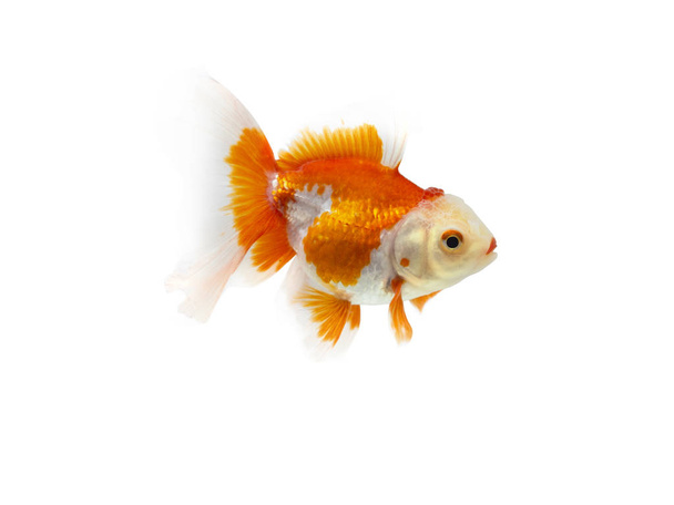 Χρυσόψαρο κολύμπι σε λευκό φόντο, χρυσό ψάρι, διακοσμητικά ψάρια ενυδρείο, χρυσά ψάρια. Απομόνωση στο λευκό - Φωτογραφία, εικόνα
