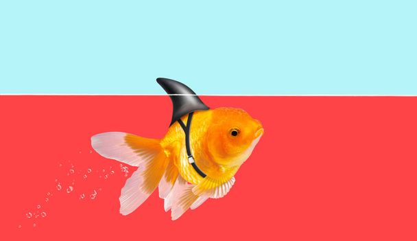 赤い水と青い空の背景に泳ぐサメのひれ、金魚、装飾的な水族館の魚と金魚。サメフリップの金魚 - 写真・画像