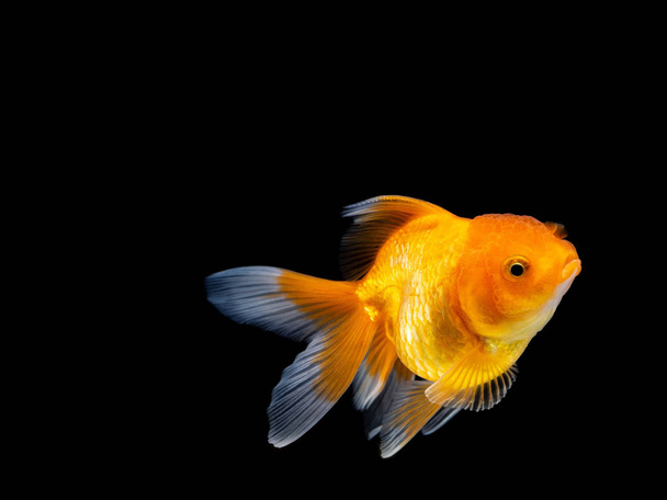 peces dorados sobre fondo negro, peces dorados nadando sobre fondo negro, peces dorados, peces decorativos de acuario, peces dorados. Aislamiento en el negro
. - Foto, imagen