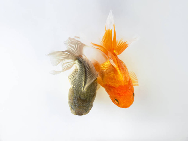 Золотая рыбка, плавающая на белом фоне, две золотые рыбы, Декоративная аквариумная рыбка, Золотая рыбка. Изоляция на белом
. - Фото, изображение