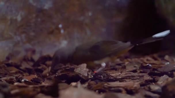 close-up de um shama raspado branco pegando um verme, pássaro robin à procura de comida, pássaro comendo um verme, espécie animal tropical da Ásia
 - Filmagem, Vídeo