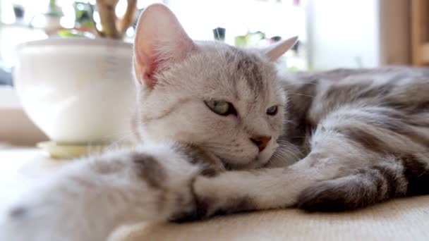 close-up beelden van mooie grijze tabby kat - Video