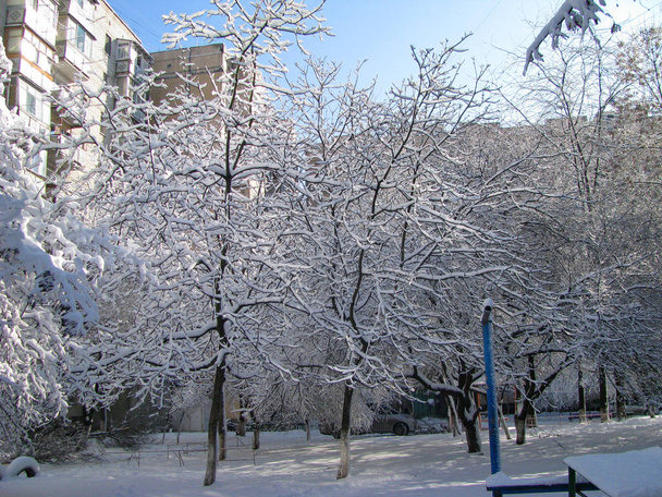 Drzewa są ozdobione śniegiem, w otoczeniu wielopięgowych budynków, opowieść zimowa - Zdjęcie, obraz