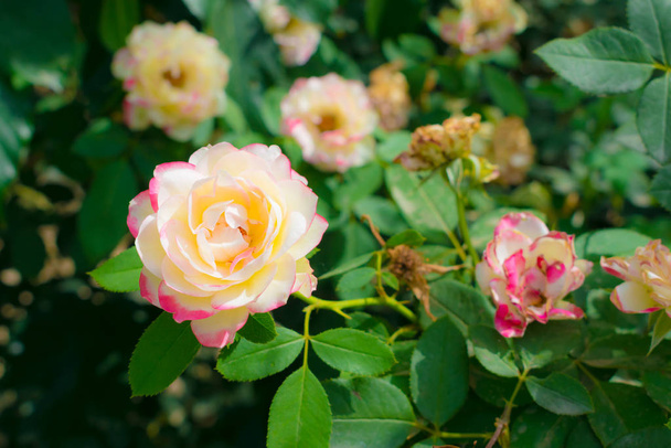 κοντά σε γαλακτώδη ροζ και λευκό τριαντάφυλλο λουλούδι  - Φωτογραφία, εικόνα