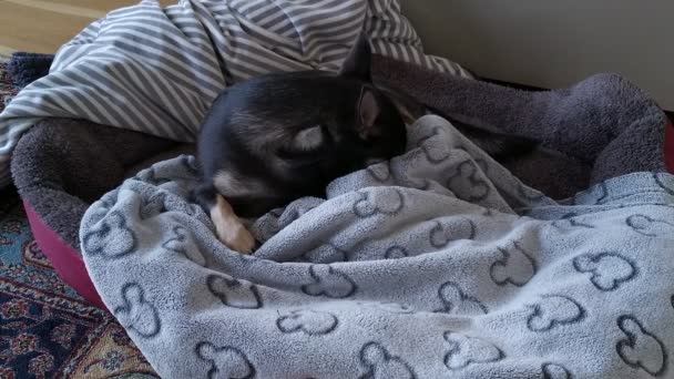 Chihuahua ve svém spacím prostoru s mnoha přikrývkami. Šťastný pes připravený ke spánku. - Záběry, video