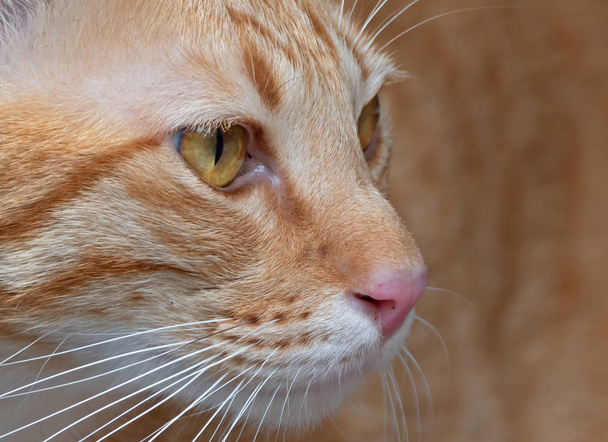 Κοντινό πρόσωπο της πορτοκαλί τιγρέ Cat απομονωμένη στο παρασκήνιο - Φωτογραφία, εικόνα