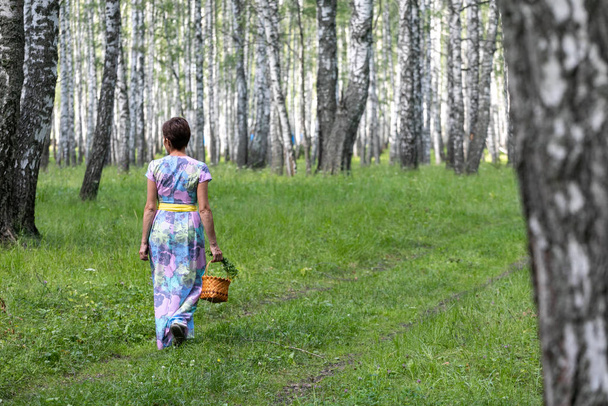 A young woman in a dress collects mushrooms, berries in a basket. Harvesting in a birch forest with ferns - Foto, imagen