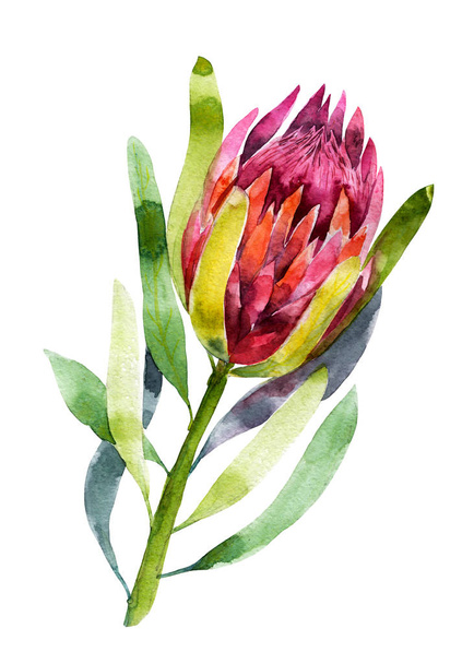 Protea. Watercolor illustration of flower. Isolated object on white background. Handdrawn picture. Best for decoration wedding, card, invitation. - 写真・画像