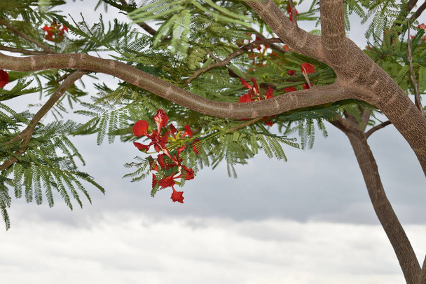 Punaiset PEACOCK FLOWERS POINCIANA TREE
 - Valokuva, kuva