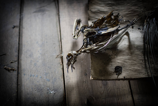 Artistic image of skeleton of dead bird. - Photo, Image