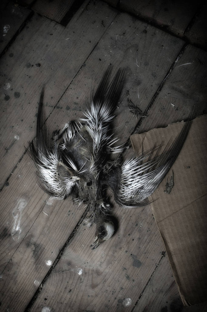 Closeup of skeleton of bird in artistic grunge. - Foto, afbeelding