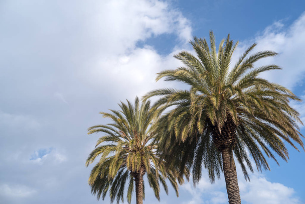 Palm trees - Photo, image