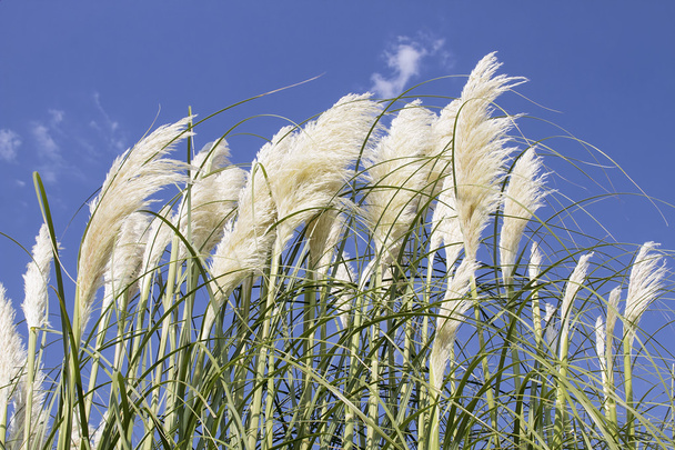 Pampas bianco erba con fiore
 - Foto, immagini