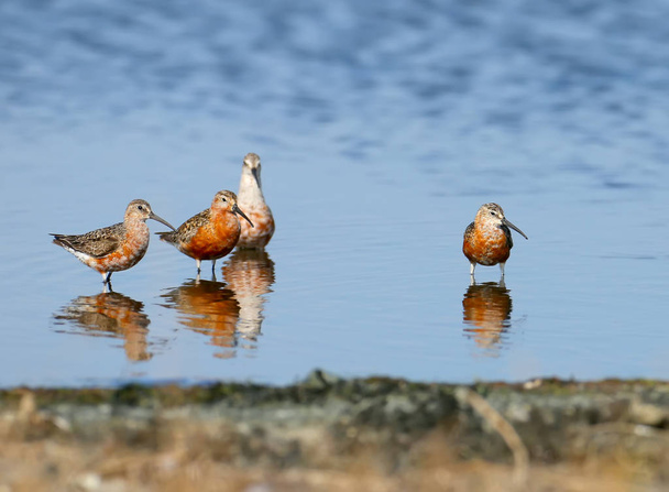 Curlew sandpiper (Calidris ferruginea) group photographed with reflection in blue water - Photo, Image