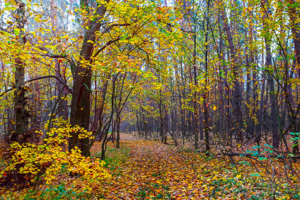 乾いた葉に覆われた赤い秋の森、自然の屋外シーン - 写真・画像