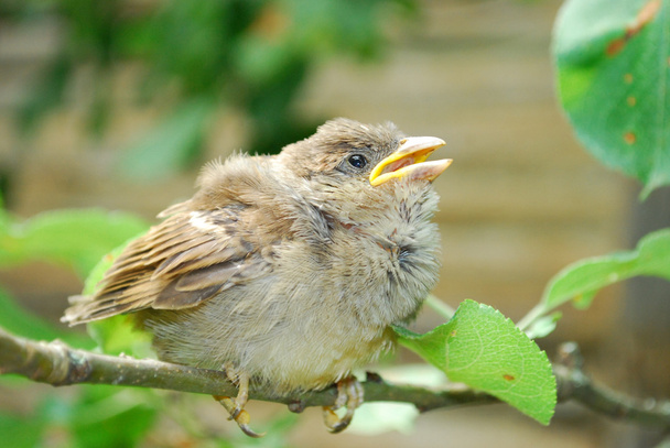 in the garden, sitting on a branch of a small nestling sparrow - Photo, Image