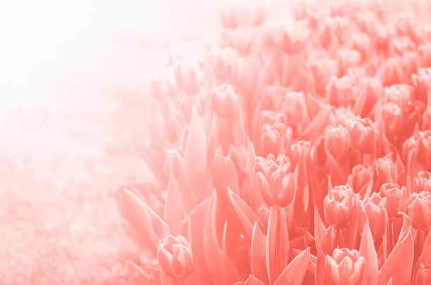 Tulips background in trendy coral color. Summer and spring concept, copy space. Tulip flowers field in sunlight. Soft selective focus. Spring landscape. - 写真・画像