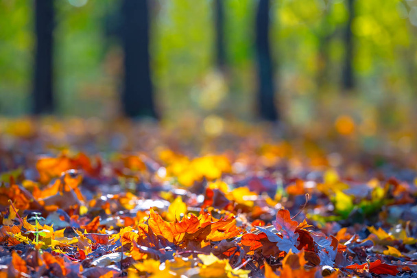 крупним планом червоне сухе осіннє кленове листя в парку
 - Фото, зображення