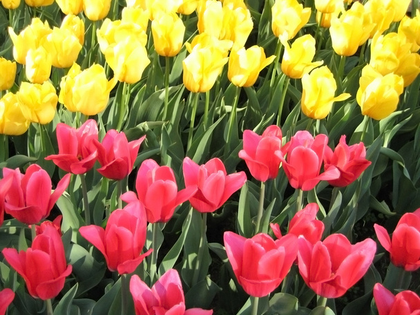 Hermoso fondo tulipanes
 - Foto, imagen