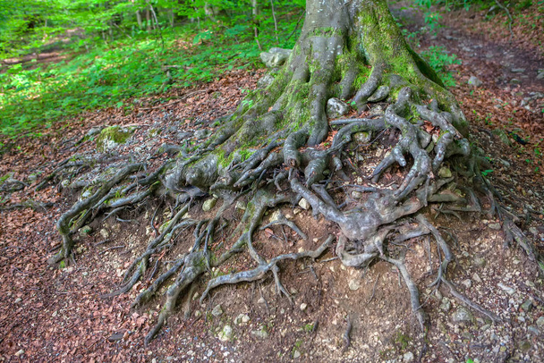  Λεπτομέρειες του δέντρου με στριμμένες ρίζες - Φωτογραφία, εικόνα