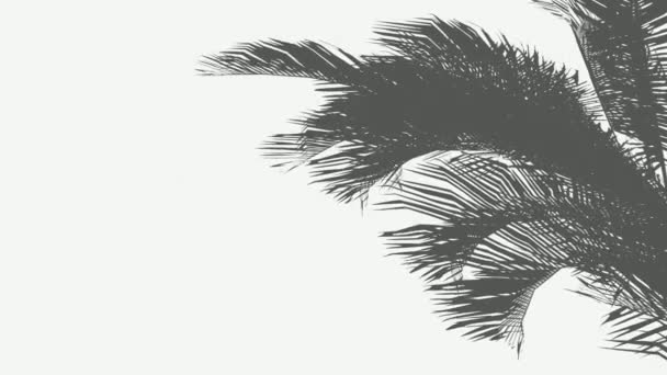 Wuivende Palm bladeren silhouetten in wind beelden. Kokospalm tree schaduw op eiland strand zand. Tropische schijfjes in Sea Breeze realistische animatie. Exotische close-up bladeren geïsoleerd op grijs - Video