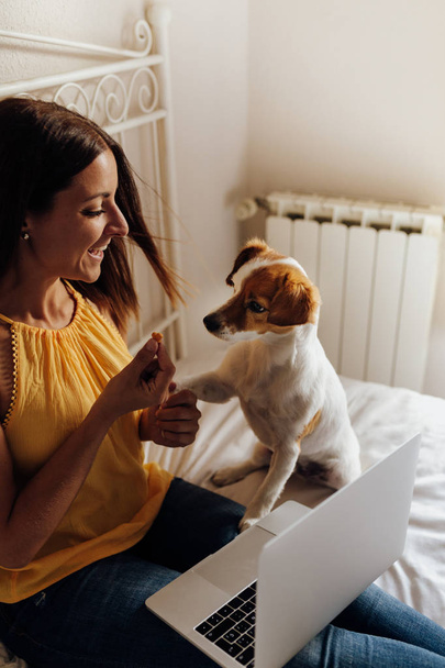 Adorable jack russell dog training by a woman to shake paws. Getting a cookie as a treat for good behavior from the hand of its owner. Home leisure. Love concept. - Foto, Imagem