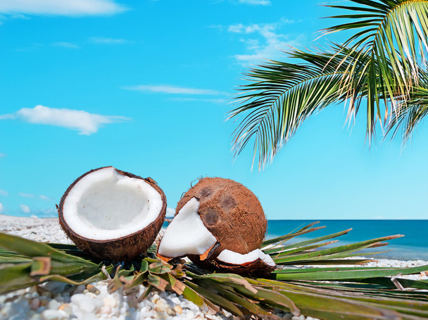 palm and coconuts - Photo, image