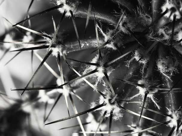 cactus with spines Echinopsis horizontal bw close-up - Fotoğraf, Görsel