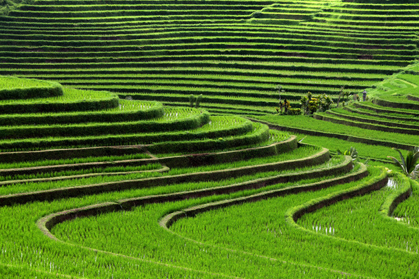 Teras pirinç tarlaları, Bali, Endonezya - Fotoğraf, Görsel