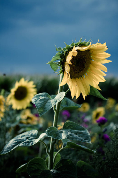 Sunflower Patch in August - Photo, Image