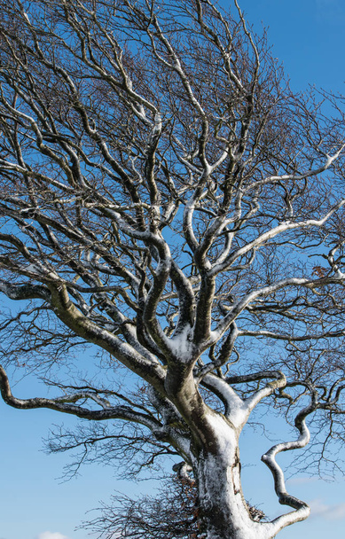 Acercamiento de un árbol cubierto de nieve soplado por el viento contra un cielo azul
 - Foto, Imagen