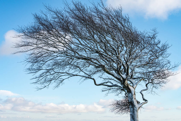Close up di un vento soffiato albero coperto di neve contro un cielo blu
 - Foto, immagini