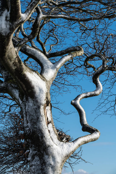 Nahaufnahme eines vom Wind verwehten schneebedeckten Baumes gegen einen blauen Himmel - Foto, Bild