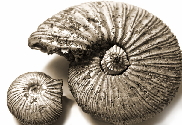 Fossilized ammonite - Foto, Imagen