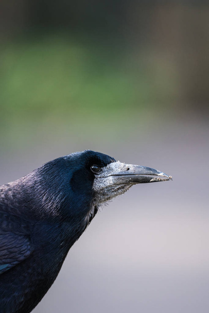 Close up of a the head of a Rook (orvus frugilegus) - Photo, Image