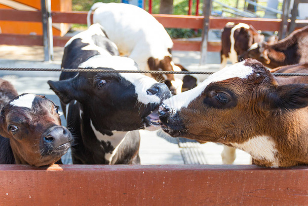Πολλά μικρά αγελάδα εκτρέφονται οι αγελάδες στο αγρόκτημα. - Φωτογραφία, εικόνα