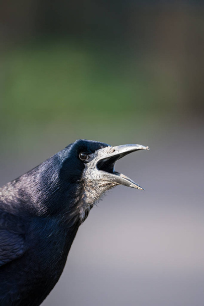 Close up of a the head of a Rook (Corvus frugilegus) calling - Photo, Image
