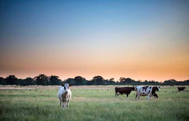 Молочна худоба на літньому лузі на заході сонця
. - Фото, зображення