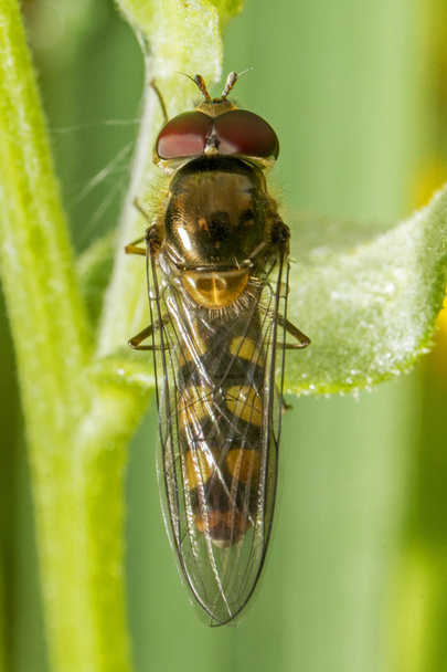 Hoverfly насекомое на растении
. - Фото, изображение