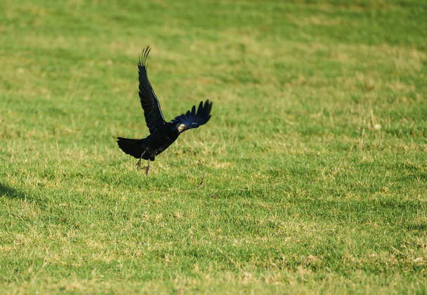 Único Rook (Corvus frugilegus) decolando de um campo gramado
 - Foto, Imagem
