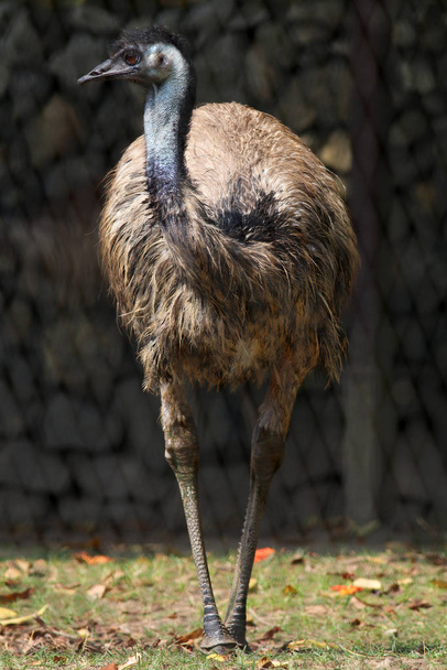 Retrato de avestruz gris sobre fondo borroso
 - Foto, imagen