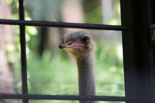 Portrait of grey ostrich on blurry background - Foto, afbeelding