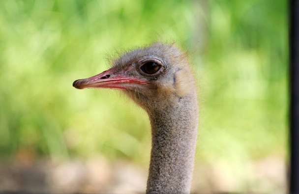 Retrato de avestruz gris sobre fondo borroso
 - Foto, imagen