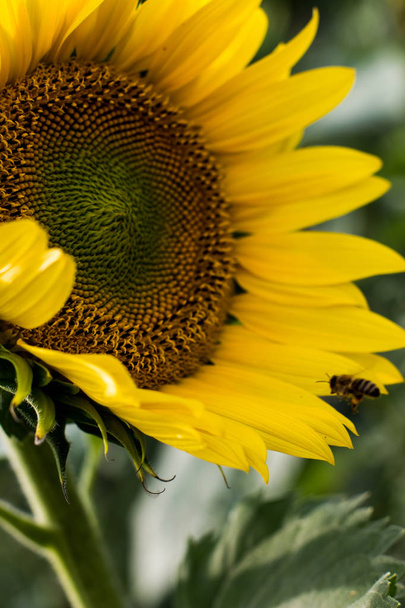Patch słonecznik w sierpniu - Zdjęcie, obraz